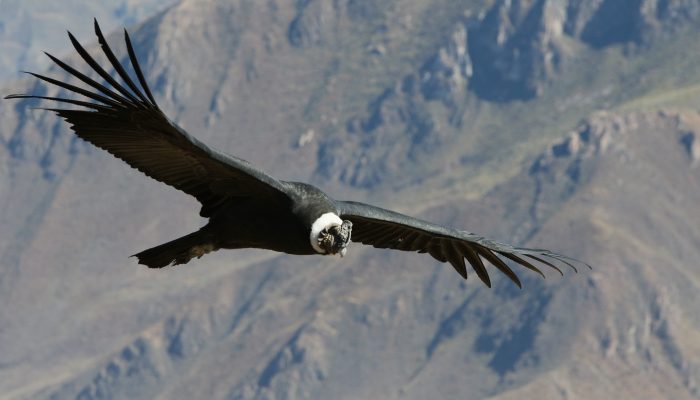 CHIVAY - CAÑÓN DEL COLCA - CHIVAY - PUNO